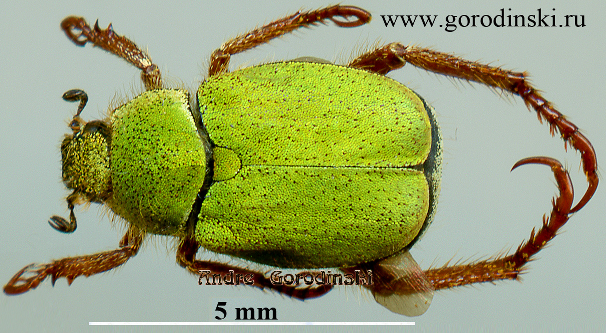 http://www.gorodinski.ru/scarabs/Hoplia lama.jpg